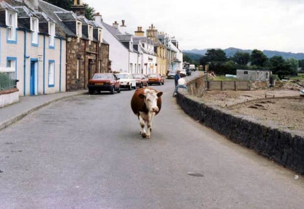 Cows are free to roam in Plockton