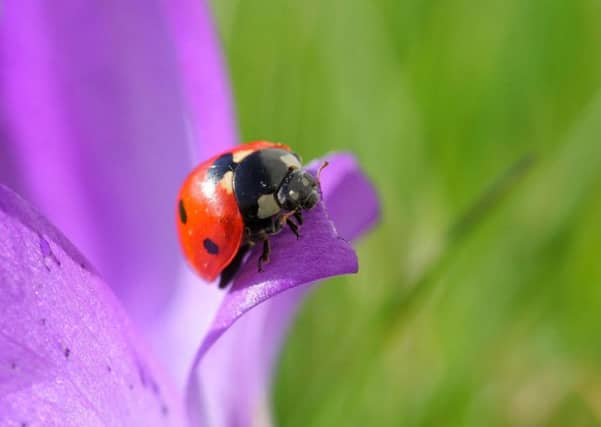 Seven-spotted ladybird Coccinella 7-punctata, on purple leaf