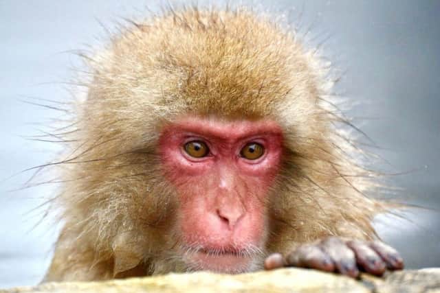 One of the 100 macaque monkeys at  Jigokudani Yaen-Koen enjoys the hot spring water