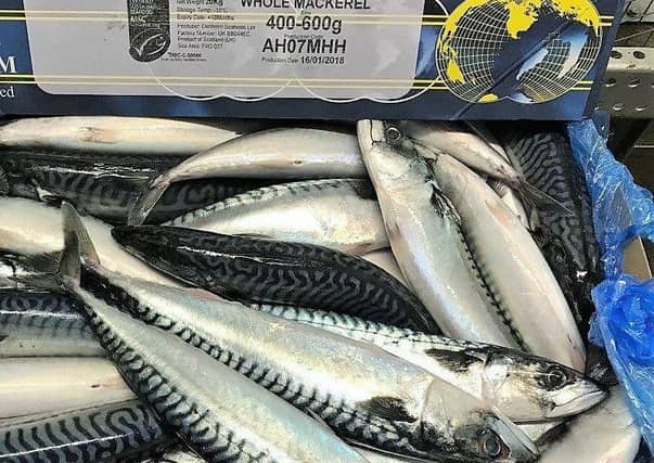Mackerel