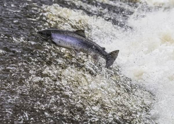 The value of Atlantic salmon rose to more than Â£1 billion last year, according to new figures showing the industry enjoyed a record year in 2017. Picture: Phil Wilkinson.
