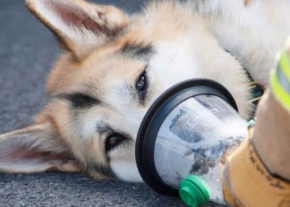 The 'smokey paws' breathing apparatus at work on another dog. Picture: Smokey Paws