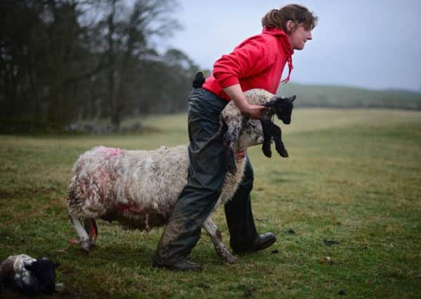 Farmers should be paid subsidies on the basis of how well they look after the environment (Picture: Jeff J Mitchell/Getty Images)