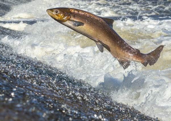 A wild salmon leaps upstream in the Ettrick Water, a tributary of the Tweed (Picture: Phil Wilkinson)