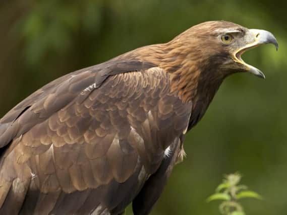 Bird of prey poisonings are at a record low.