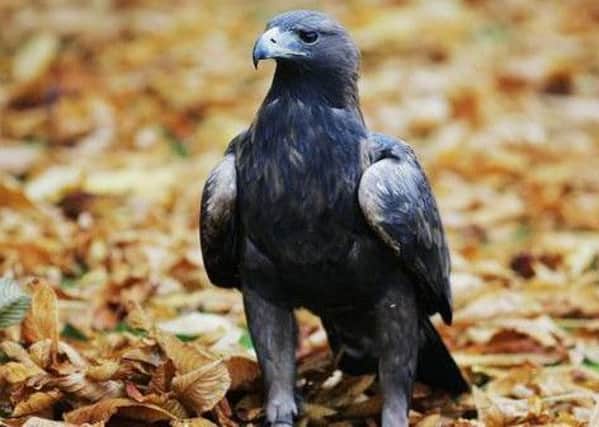 A golden eagle has been among the raptors which have been targeted with wildlife crime. Picture: Andrew Milligan/PA.