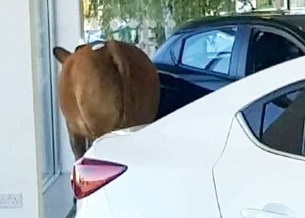 A runaway cow has caused £1,500 of damage after a 20-second rampage in a popular car dealership.