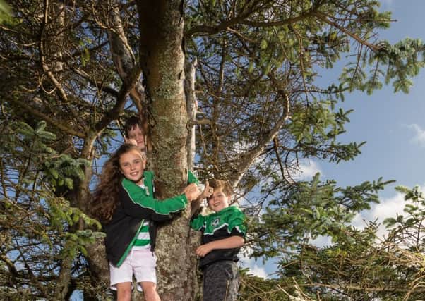 Netty's Tree on Eriskay, crowned 2018 Tree of the Year