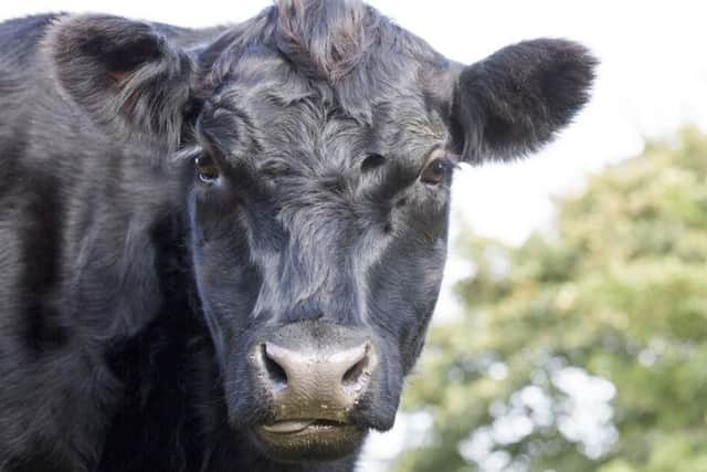 An Aberdeen Angus cow. Pic: Shutterstock