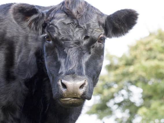 An Aberdeen Angus cow. Pic: Shutterstock