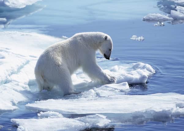 The US has declared Polar Bears to be an endangered species due the the melting of the polar ice cap. Picture: PAAL HERMANSEN/NHPA/Photoshot
