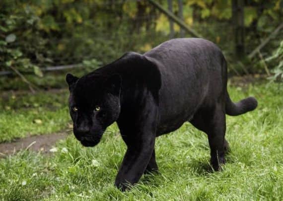 A stock image of a black panther. Picture: PublicDomainPics