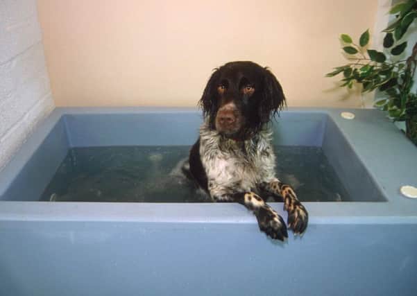 Canine hydrotherapy could be costly. Picture: Alexander Caminada/Rex/Shutterstock