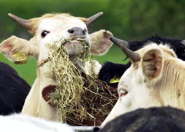 The farmer at the centre of the BSE case in Aberdeenshire has spoken of his devastation. PIC: PA.