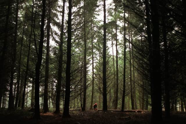 The timber industry has a chance to reinvent itself after Brexit.
Picture: Allan Milligan