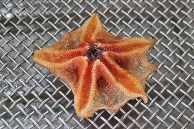 A Hymenaster Seastar, which was one of the sea creatures sampled in an investigation into ingestion of plastics in Marine animals.

Picture from the Scottish Association for Marine Science