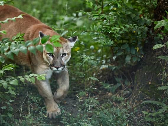 Puma in the wild. Pic: Shutterstock