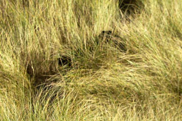 The 'Beast of Buchan' was another big cat sighted many times by local people. Animal in long grass. Pic: Robert Perry Scotland on Sunday, 14th Nov 2006