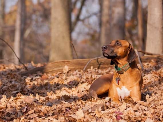 Seasonal Canine Illness is picked up in woodland areas (Photo: Shutterstock)