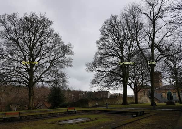 Mature trees at Rose Garden, Linlithgow.