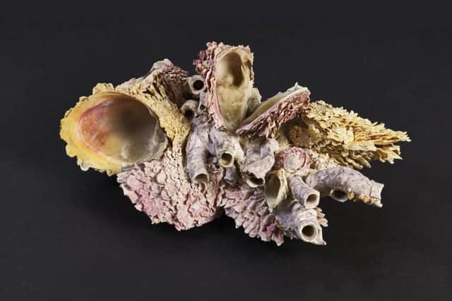 Thorny oyster shell, Spondylus gaederopus Linnaeus, 1758. 
Â© The Hunterian, University of Glasgow.