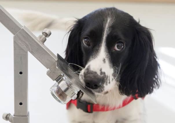 Dogs could be trained to sniff out malaria in people after trials showed the animals were able to smell the deadly disease in samples of socks worn by infected children. Picture: Durham University/PA Wire