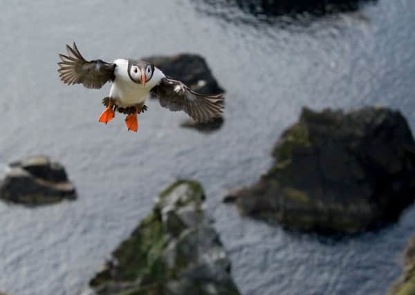 0Scotland has globally important puffin colonies, but its feared four out of five may vanish by 2065