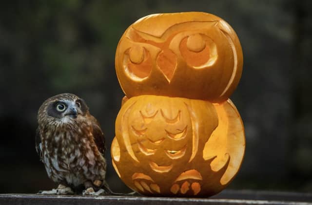 The spookiest time of the year is here. Picture: SWNS