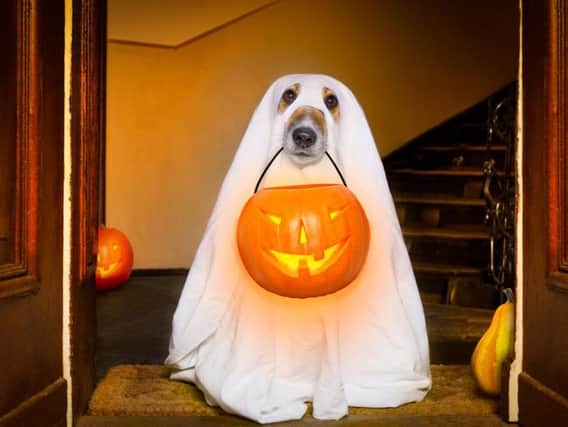 Dogs can feel stressed out by events like Halloween - here's how to reassure them (Photo: Shutterstock)