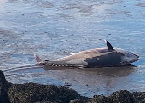 Fraser Hynd from Torryburn spotted the 6ft-long Atlantic bluefin tuna on the beach at Culross in Fife while out walking with his wife Abigail. Picture: Fraser Hynd