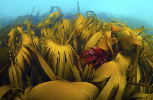 Laminaria hyperborea offers a haven to marine life. Picture: imageBROKER/Rex/Shutterstock
