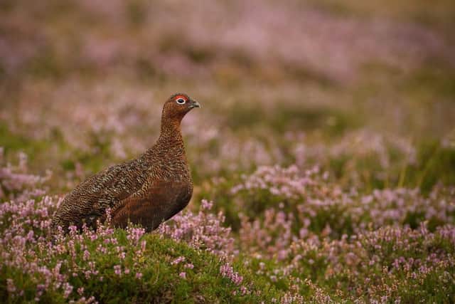 A radical new campaign group is being launched today with the aim of reforming Scotlands grouse moors.