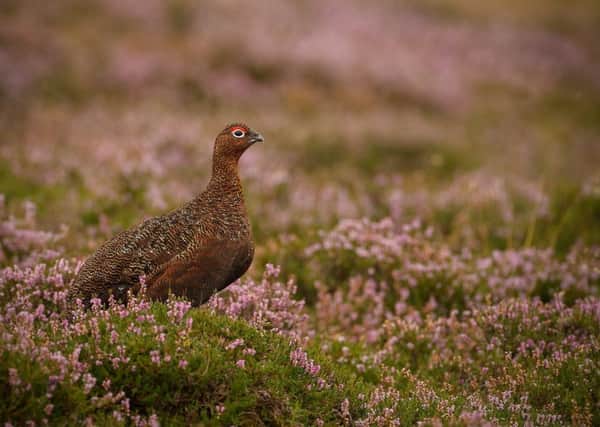 A radical new campaign group is being launched today with the aim of reforming Scotlands grouse moors.