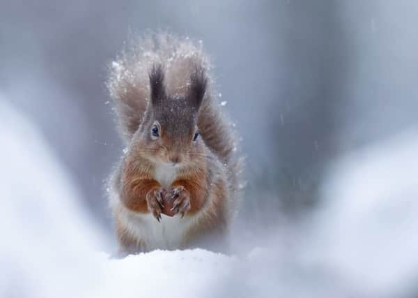 Seasonal Scottish red squirrels, Rothiemurchus Forest, Highland, by Neil Mcintyre, which has won the British Seasons Series category in the British Wildlife Photography Awards 2018. Picture: Neil Mcintyre/www.bwpawards.org/PA Wire
