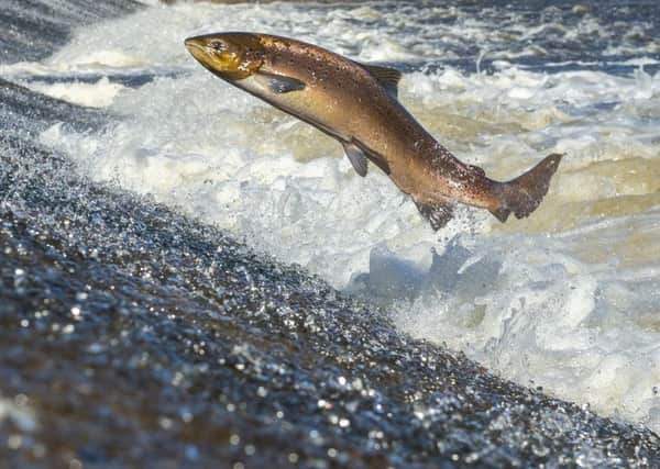 Global warming has been blamed for the 'worst ever' salmon season