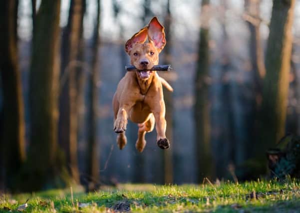 This Hungarian pointer is not held back by an electronic collar  and no dog should be, says Labour, calling on the SNP to ensure the pledge to ban them is fulfilled. Picture: Getty Images/iStockphoto