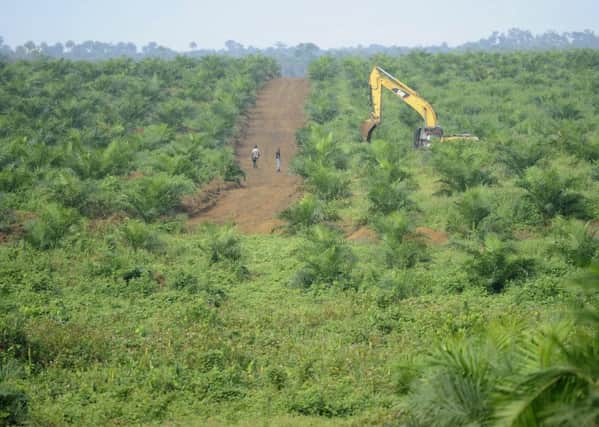 Partial ecological restoration of palm oil plantations could make them friendly to orang-utans and other wildlife (Picture: Esme Allen)