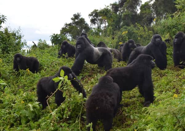 Mountain gorillas in Rwanda's Volcanoes National Park. Picture: Dian Fossey Gorilla Fund via AP