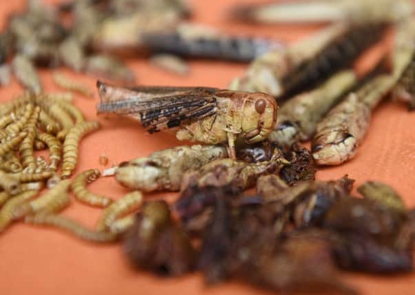 Insects have been suggested as an alternative to meat but people may have to be persuaded to eat them
