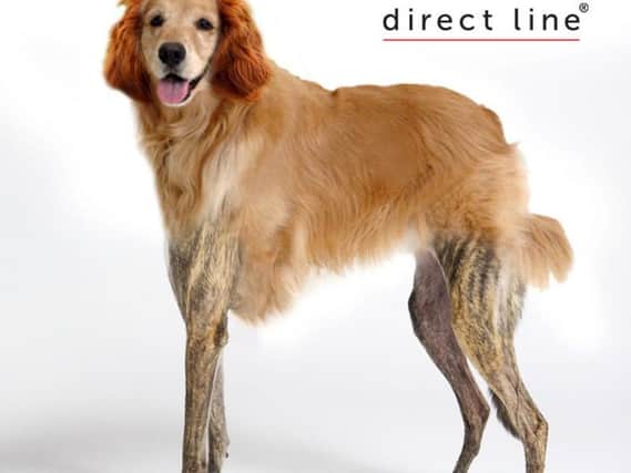 The nation's favourite dog comprises part cocker spaniel, part greyhound and part retriever.