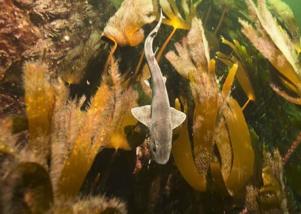 A Holyrood committee could vote to ban the mechanical harvesting of kelp, after more than 10,000 people backed a petition against the practice. Picture: Andy Jackson/Subsea TV/PA Wire