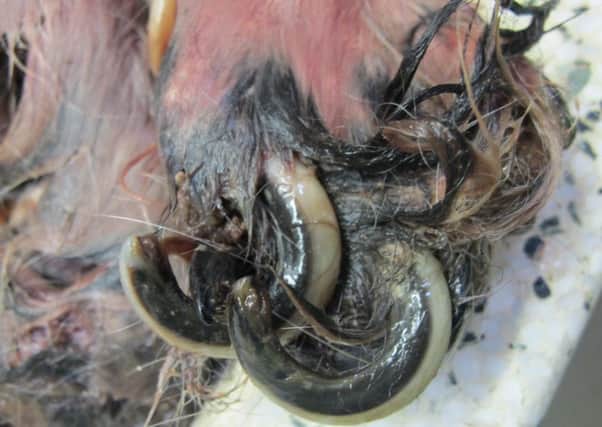 A close-up photograph of the dog's paw and toenails illustrates the lack of vet care discovered by the SSPC