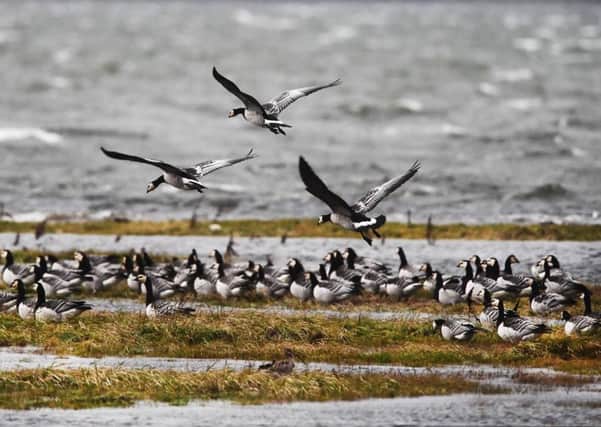 The strategy aims to reduce crop damage by an estimated 25% to 35% by decreasing the number of Barnacle Geese. Picture: John Devlin/JPIMedia