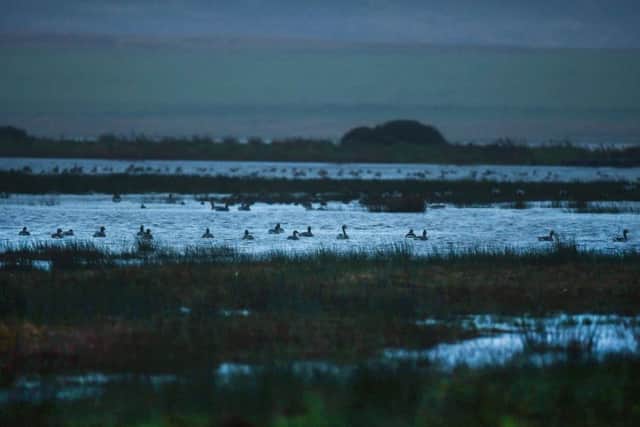 Geese at dawn, RSPB Loch Gruinart, Islay.Picture: John Devlin/JPIMedia