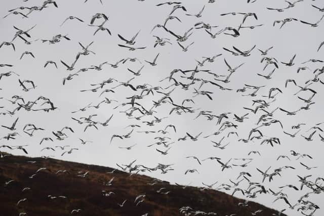 A flock of geese take to the sky above Islay. Picture: John Devlin/ JPIMedia