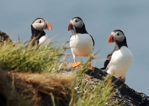 SOS PUFFINS FEATURE. CRAIGLEITH ISLAND , OFF COAST OF NORTH BERWICK.  SUPPORTED BY THE SOCTTISH SEABIRD CENTRE AT NORTH BERWICK.  Alice Wyllie - IS WRITING THE FEATURE FOR THE SCOTSMAN / SCOTSMAN MAG.   GENERAL PICTURES OF PUFFINS ON CRAIGLEITH ISLAND            PHOTO PHIL WILKINSON / TSPL