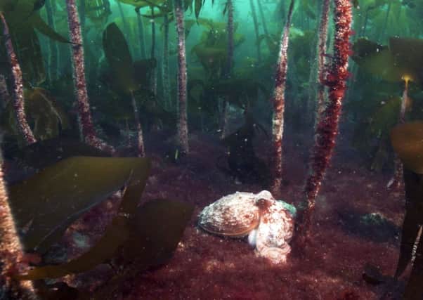 An octopus moves through a kelp forest (Picture: Andy Jackson/Subsea TV/PA Wire)