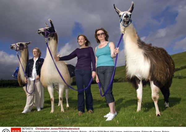 The new team-building experience, run by a Perthshire glamping firm, is thought to be the first in the world to use llamas for a skills course. Picture: Christopher Jones/REX