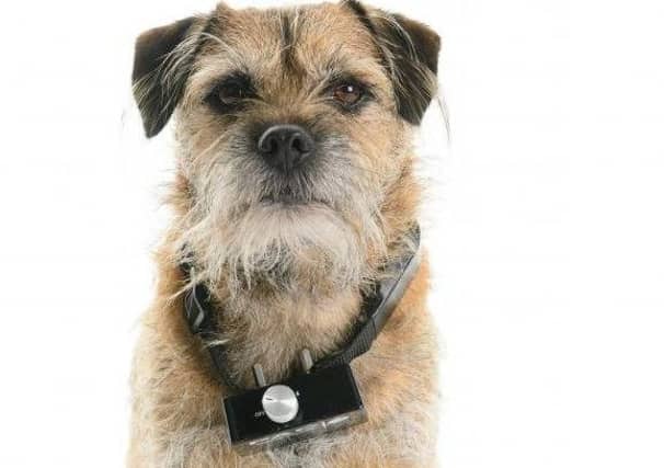 Picture: Clive Tagg/Dogs Trust/PA