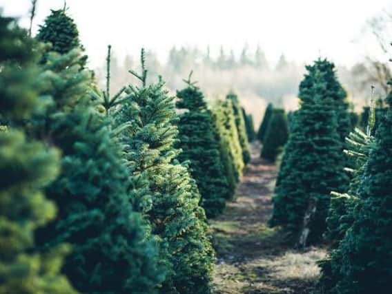 If you love the scent of real pine during the festive season, this is where you can get a real Christmas tree on the high street (Photo: Shutterstock)